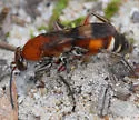Psorthaspis legata