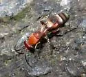 Psorthaspis legata - photo 2