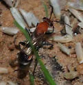 Psorthaspis legata - photo 3