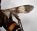 Psorthaspis legata - photo 4