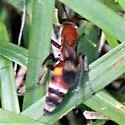 Psorthaspis legata - photo 5