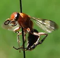 Psorthaspis luctuosa
