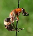 Psorthaspis luctuosa - photo 2