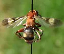 Psorthaspis luctuosa - photo 3