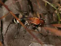 Psorthaspis luctuosa - photo 4