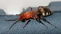 Psorthaspis luctuosa - photo 5