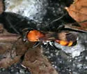 Psorthaspis mariae