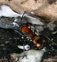 Psorthaspis mariae - photo 2