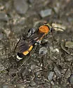 Psorthaspis mariae - photo 3