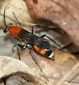 Psorthaspis mariae - photo 4