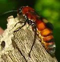 Psorthaspis mariae - photo 5