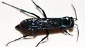 Psorthaspis planata