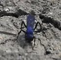 Psorthaspis planata - photo 2