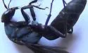 Psorthaspis planata - photo 5