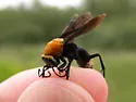 Psorthaspis portiae