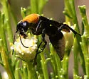 Psorthaspis portiae - photo 2