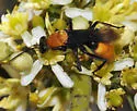 Psorthaspis portiae - photo 3