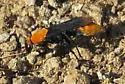 Psorthaspis portiae - photo 4