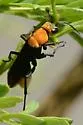 Psorthaspis portiae - photo 5