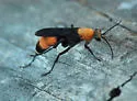 Psorthaspis sanguinea - photo 2
