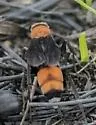 Psorthaspis sanguinea - photo 3