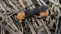 Psorthaspis sanguinea - photo 4
