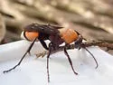 Psorthaspis sanguinea - photo 5