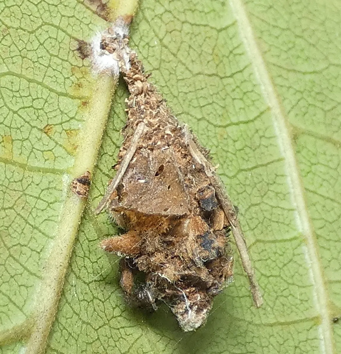 Bagworm Moths - photo 2