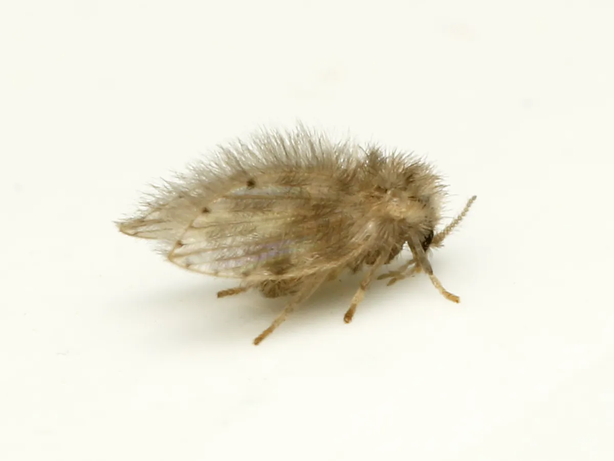Psychoda alternata - photo 2
