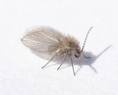 Psychoda grisescens - photo 2