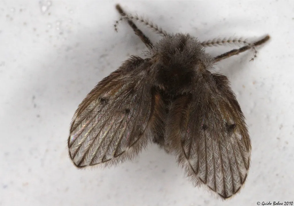 Moth Flies and Sand Flies - photo 2