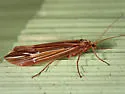 Psychoglypha bella