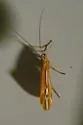 Psychoglypha subborealis - photo 2