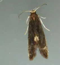 Psychoides filicivora - photo 3