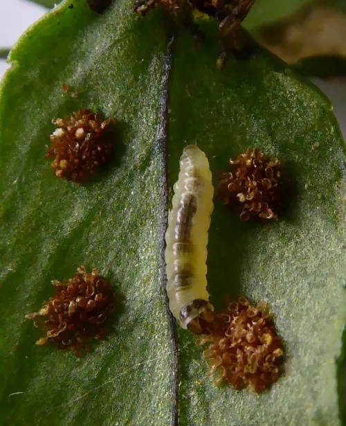 Psychoides filicivora