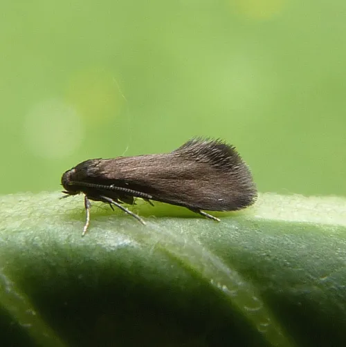 Psychoides verhuella