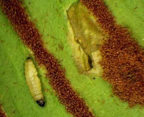 Psychoides verhuella - photo 2