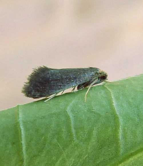Psychoides verhuella - photo 3