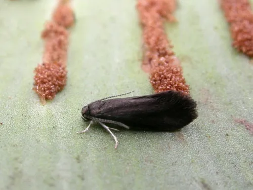Psychoides verhuella - photo 7