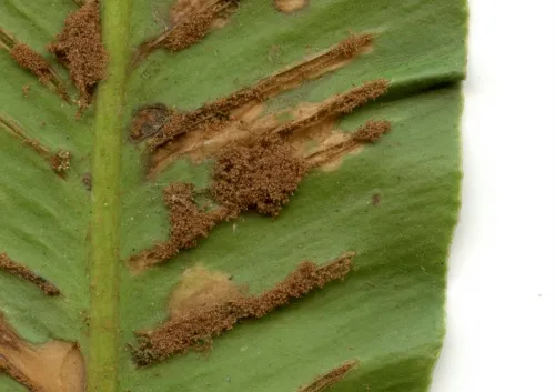 Psychoides verhuella - photo 8