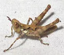 White Mountain Grasshopper