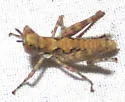 White Mountain Grasshopper - photo 2