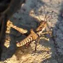 San Jacinto Monkey Grasshopper