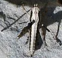 Robust Monkey Grasshopper
