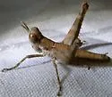 Robust Monkey Grasshopper - photo 2