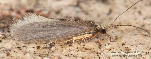 Psychomyia flavida