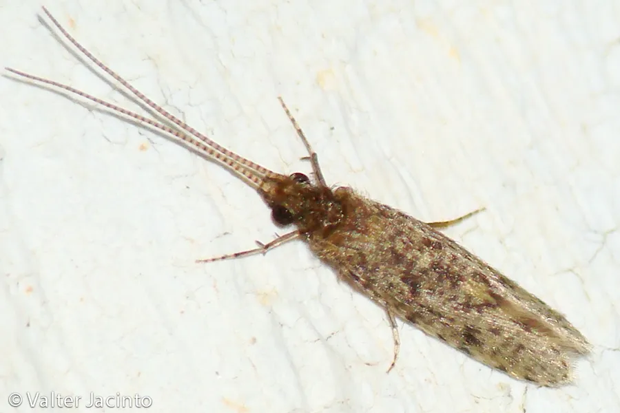 Net Tube Caddisflies - photo 3