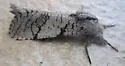 Psychonoctua gilensis - Hodges#2699