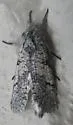Psychonoctua gilensis - Hodges#2699 - photo 4