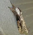 Psychonoctua masoni - Hodges#2699.1